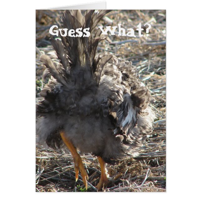 Guess What?  Chicken Butt (Front)