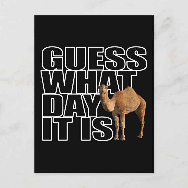 Guess What Day It Is Hump Day Camel Postcard (Front)