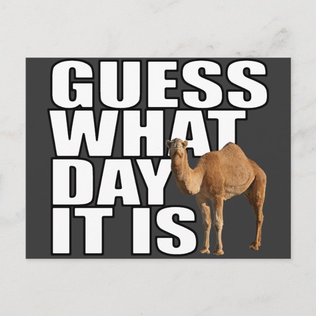 Guess What Day It Is Hump Day Camel Postcard (Front)