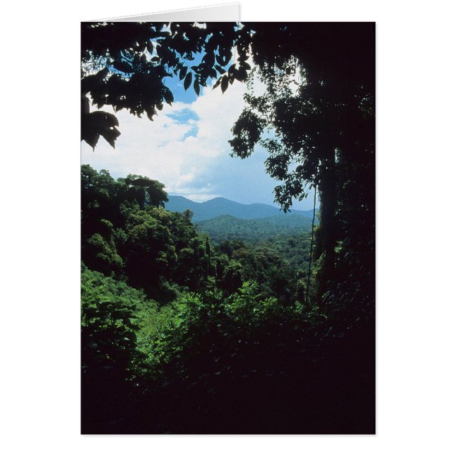 GUIANE FRANÇAISE : Vue sur la forêt pluviale (Devant)