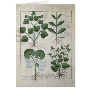 Guimauve et Hastula Regia Asarabacca et