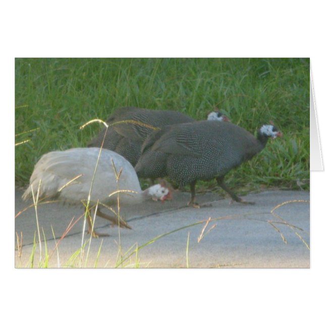 Guinea Fowl Card (Front Horizontal)
