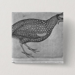 Guinea Fowl, from the The Vallardi Album 2 Inch Square Button