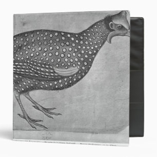 Guinea Fowl, from the The Vallardi Album Binder