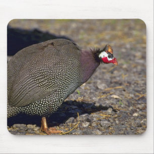 Guinea Fowl Mouse Pad