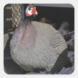 Guinea Fowl Square Sticker
