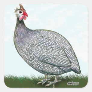 Guinea Lavender On Watch Square Sticker