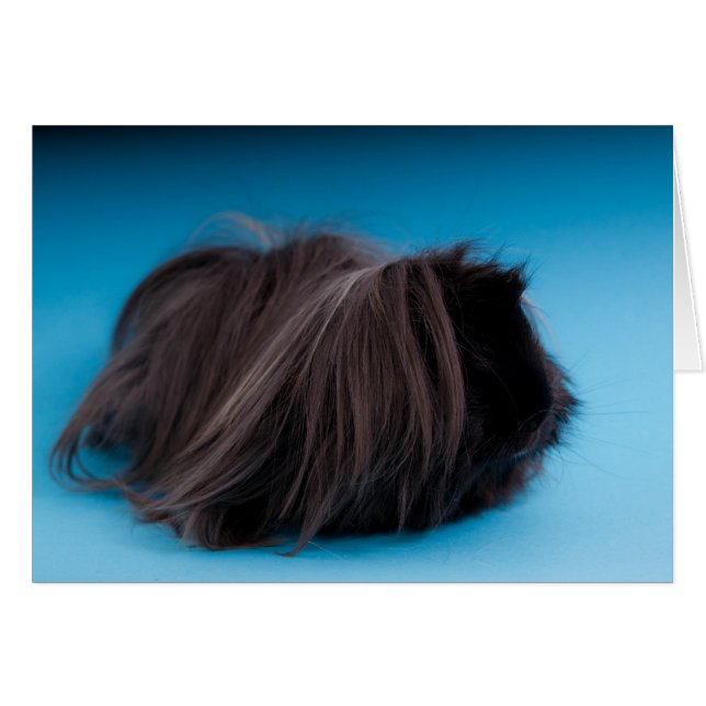 guinea pig (Front Horizontal)