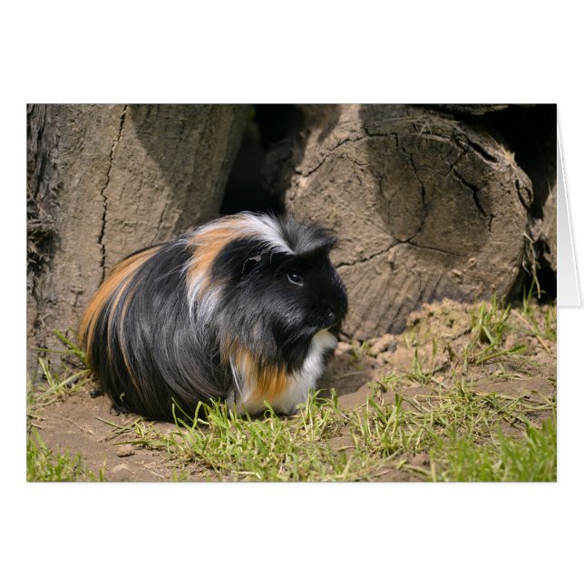 Guinea pig (Front Horizontal)