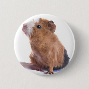 guinea pig 2 inch round button