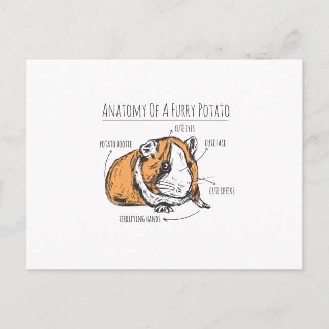 Guinea pig anatomy postcard (Front)