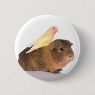 guinea pig and yellow bird 2 inch round button