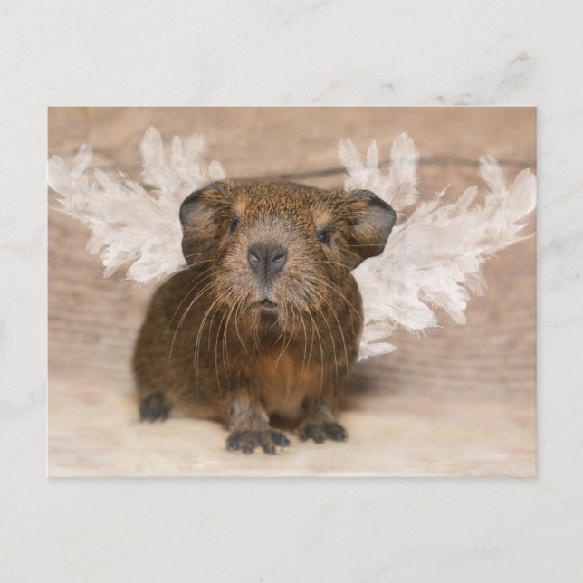 Guinea Pig Angel Postcard (Front)
