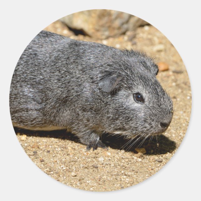 Guinea pig animal walking on sand classic round sticker (Front)