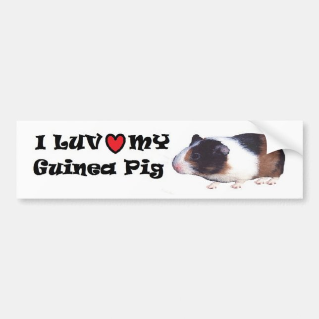 Guinea Pig Bumper Sticker (Front)