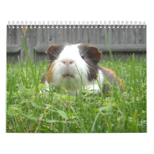 Guinea pig calander calendar