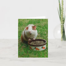 Guinea Pig Card