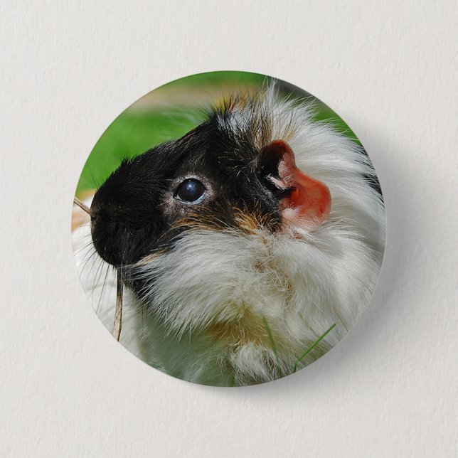 Guinea pig Chewie 2 Inch Round Button (Front)