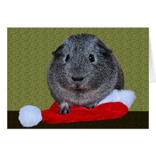 Guinea Pig Christmas