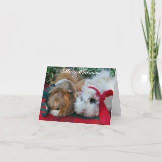 Guinea Pig Christmas Card