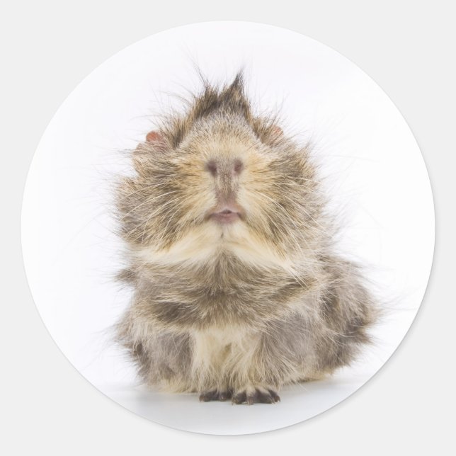 Guinea Pig Classic Round Sticker (Front)
