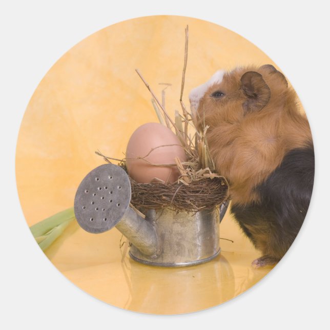 guinea pig classic round sticker (Front)