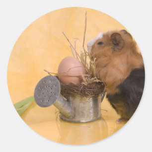 guinea pig classic round sticker