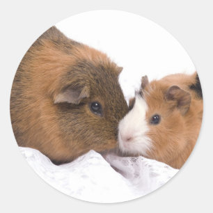 guinea pig classic round sticker