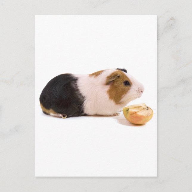 guinea pig eating an apple postcard (Front)