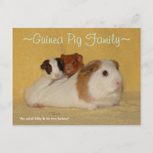 Guinea Pig Family Postcard