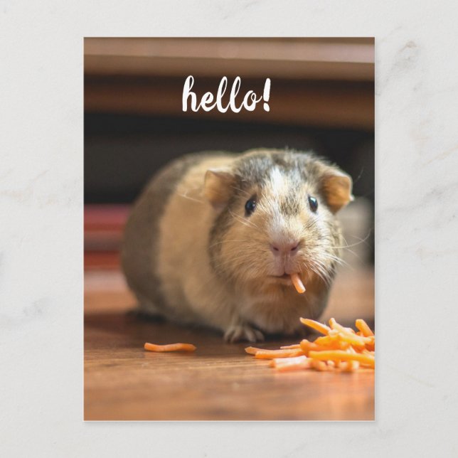 Guinea Pig Funny Hello Postcard (Front)