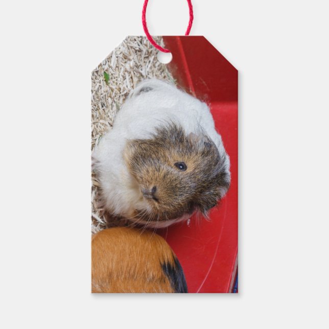 Guinea pig gift tags (Front)