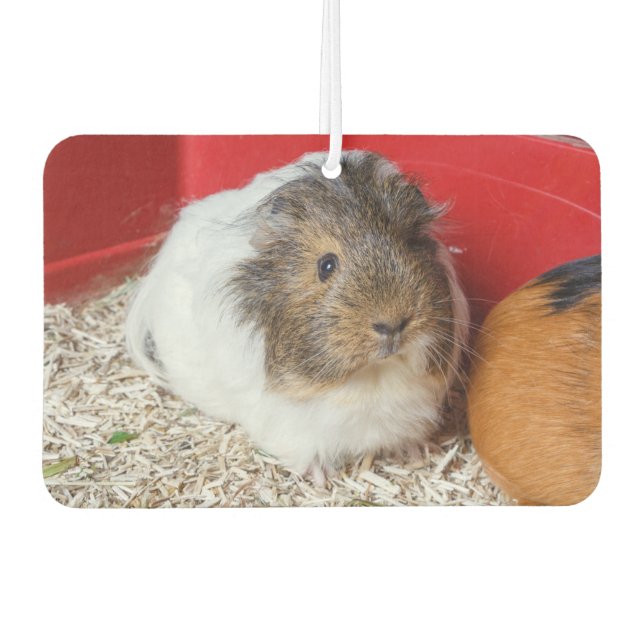 Guinea pig in a cage air freshener (Front)