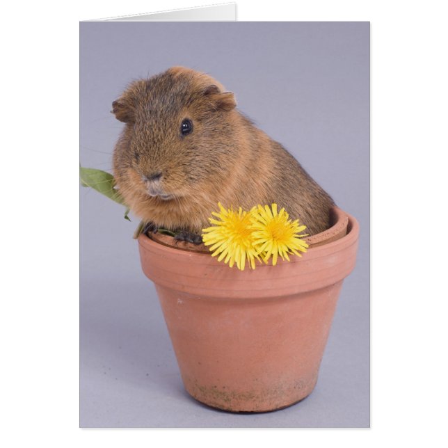 guinea pig in a flowerpot (Front)