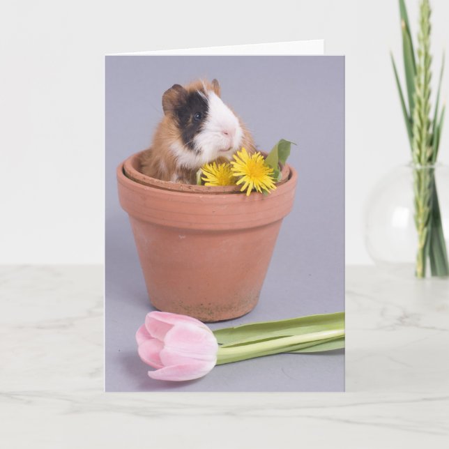 guinea pig in a flowerpot card (Front)