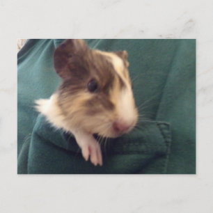 guinea pig in pocket postcard