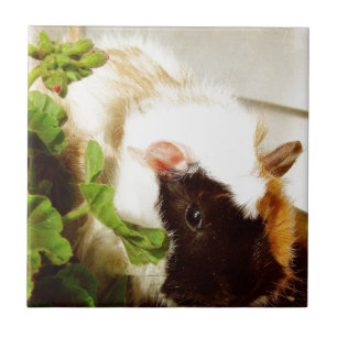Guinea Pig in the Flowers Tile