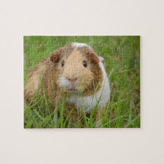 Guinea Pig Jigsaw Puzzle