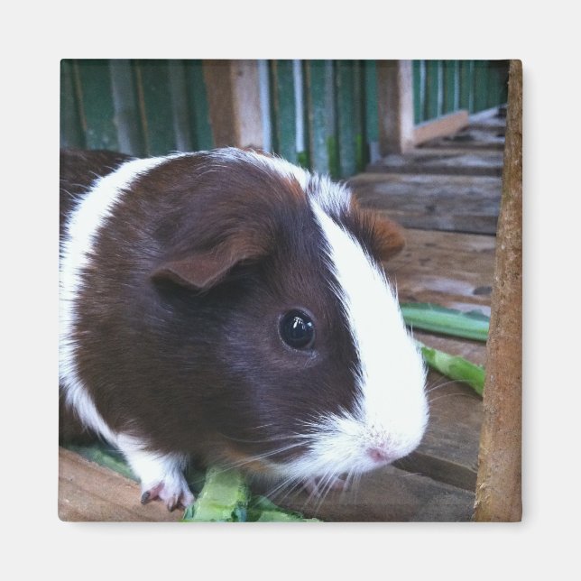 guinea pig magnet (Front)