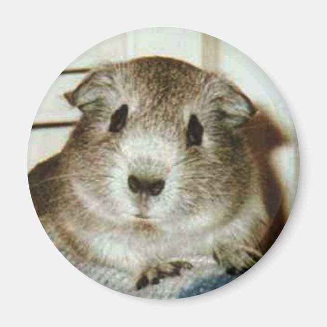 guinea pig magnet (Front)