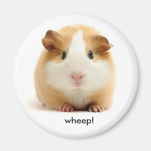 Guinea Pig magnet