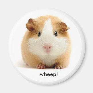 Guinea Pig magnet
