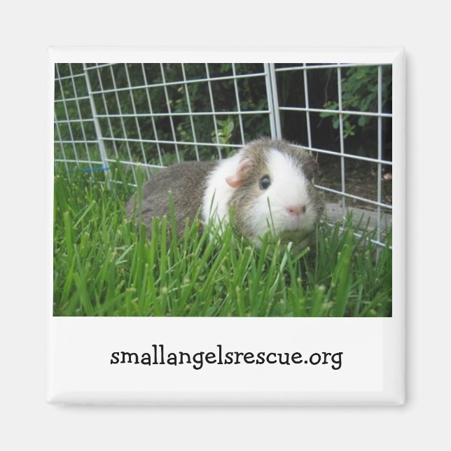 Guinea Pig magnet (Front)