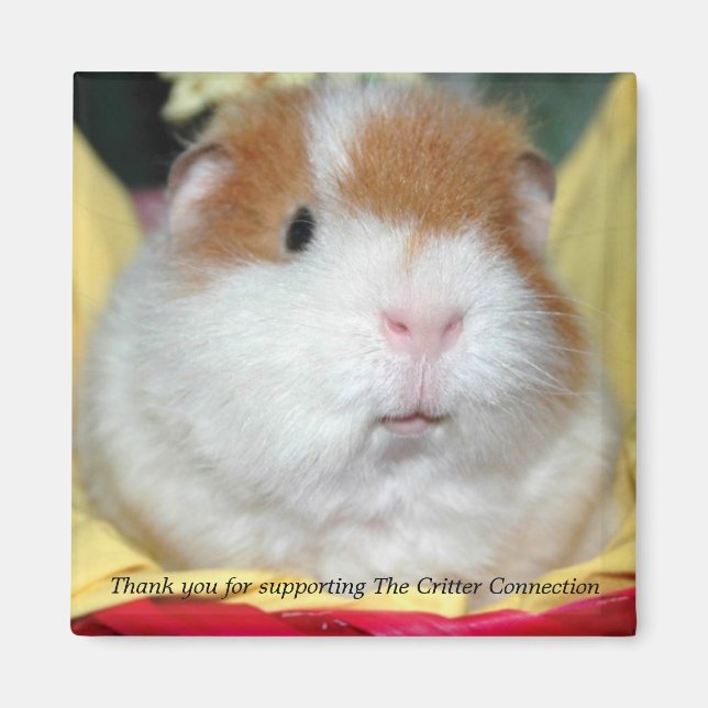 Guinea Pig Magnet #2 (Front)