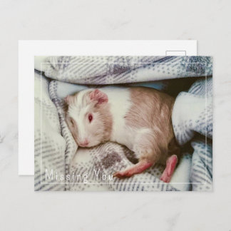Guinea Pig Missing You Postcard Editable 