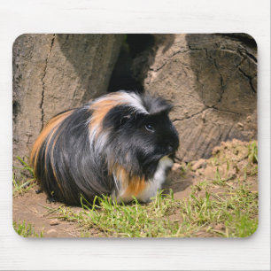 Guinea pig mouse pad