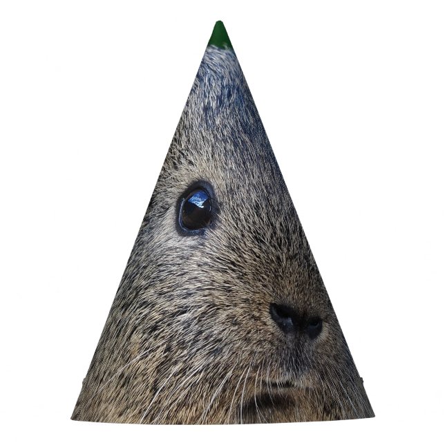 Guinea Pig Party Hat (Front)
