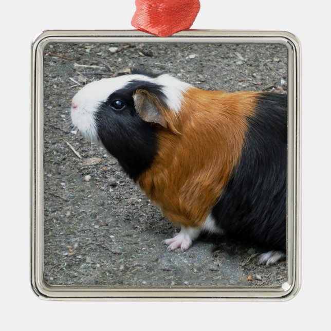 Guinea Pig Photo Christmas Metal Ornament (Front)