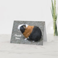 Guinea Pig Photo