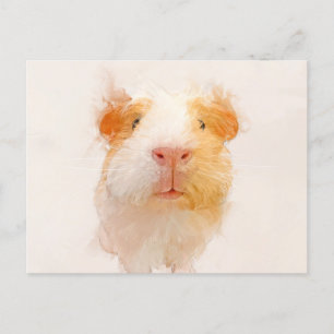 Guinea Pig Portrait 001 Postcard